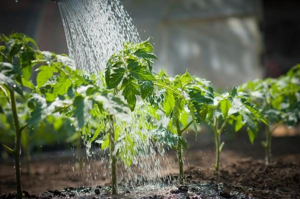  Après avoir planté les plants dans le sol, les plantes doivent être arrosées 2 fois par semaine, mais avec le temps, l’arrosage peut être réduit à une fois en 7 à 10 jours