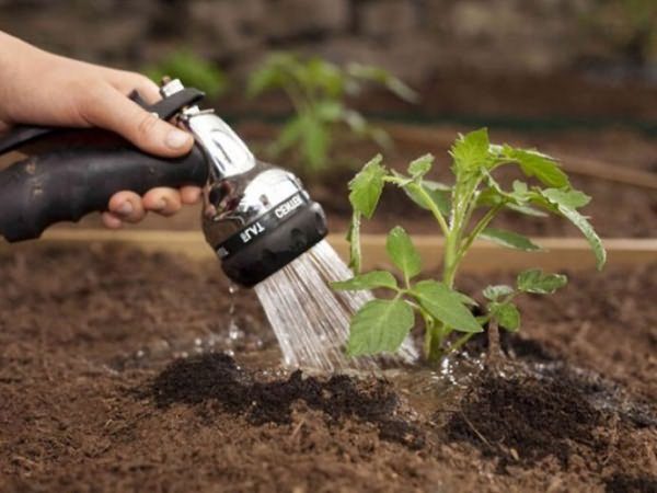  Bewässerung brauchen Tomaten nach 6-7 Tagen, in der Bewässerungswärme wird öfter gearbeitet