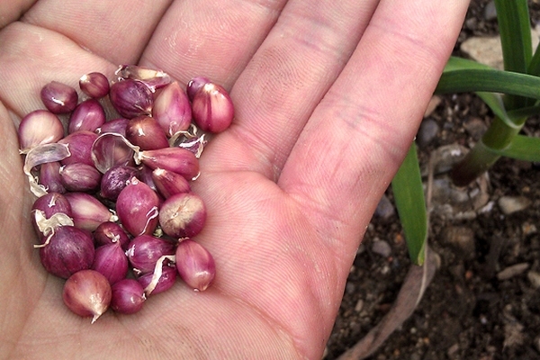  Der Anbau von Knoblauch aus bulbochku ist für mehrere Zuchtsorten notwendig