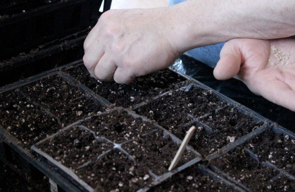  Semer des graines de tomates sur des plants