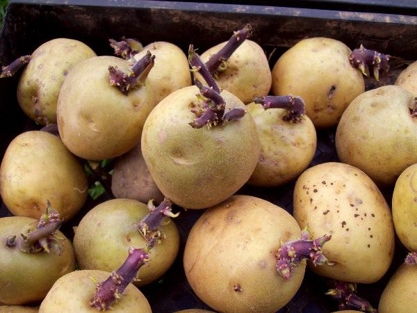  Pflanzkartoffeln zum Anpflanzen