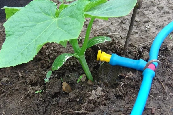  Ne pas utiliser les plantes d'irrigation complètes, le meilleur de tous, lorsque l'eau ne tombe pas sur les feuilles, et tombe à la racine