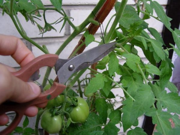  Tomaten kneifen