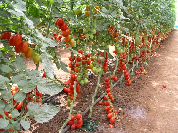  Bei hohen Tomatensorten ist ein Kneipeverfahren erforderlich.