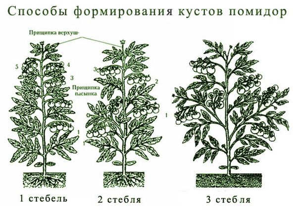  Schéma de formation de buisson de tomate