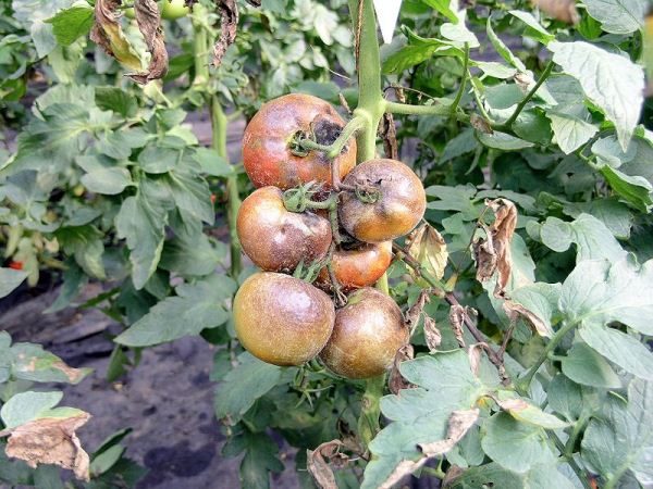  Tomatenbusch von Fäule getroffen