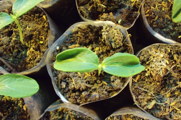  Les graines germées sont plantées dans des pots un mois plus tard - en pleine terre