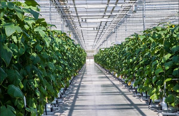  Cultiver la variété Rodnichok est possible à la fois pour un usage personnel et à l'échelle industrielle.