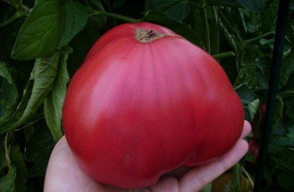  Tomaten-Rosa-Honig ist mit einem ausgezeichneten Geschmack versehen, duftend, fleischig und enthält eine Vielzahl von Nährstoffen