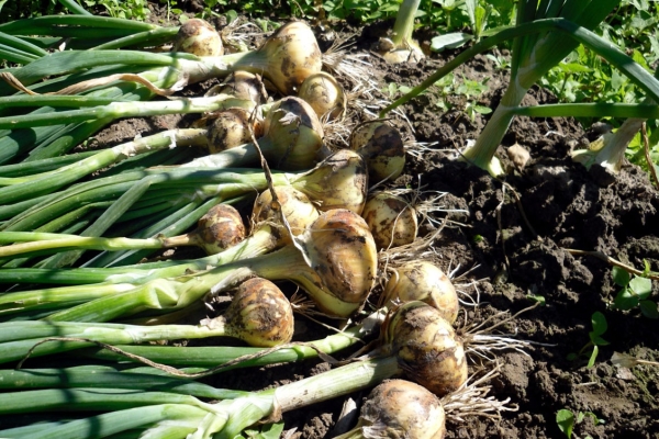  Ernte im Spätsommer, getrocknet vor Lagerung in der Sonne.