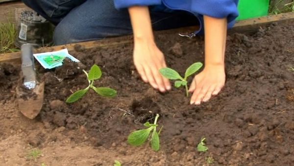  Après l'apparition de 3-4 feuilles peuvent être plantés des semis dans le sol