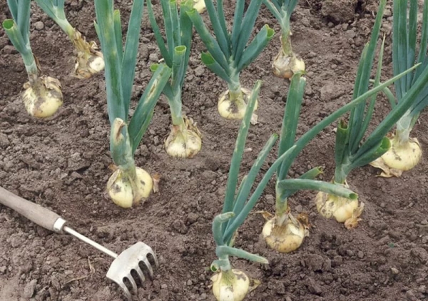  Regelmäßiges Lösen verringert die Bitterkeit des Fruchtfleischs.