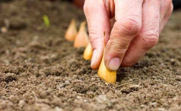  Pour assurer une bonne récolte, les travaux de plantation ne doivent pas être retardés.