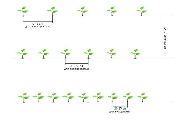  Schéma de planter des plants de poivron en pleine terre