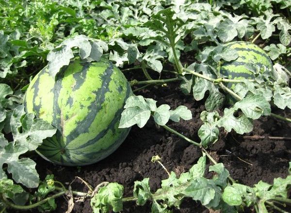  Wachsende Wassermelonen in Sibirien