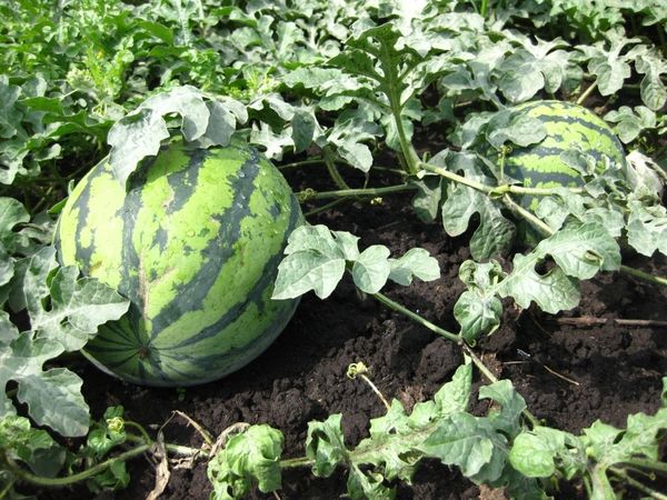  Wachsende Wassermelonen in Sibirien