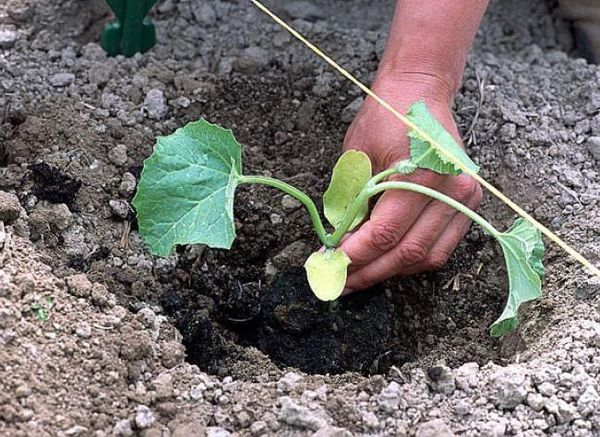  La plupart des jardiniers choisissent de planter des pastèques dans les trous