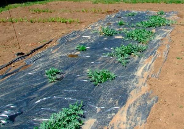  Le sol sous les gaules de melon d'eau est recouvert d'un film afin qu'il se réchauffe plus rapidement.