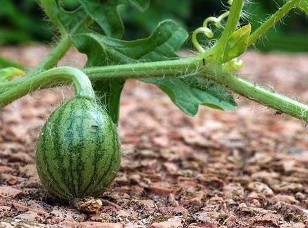  Der Wassermelonenstiel sollte nach oben schauen