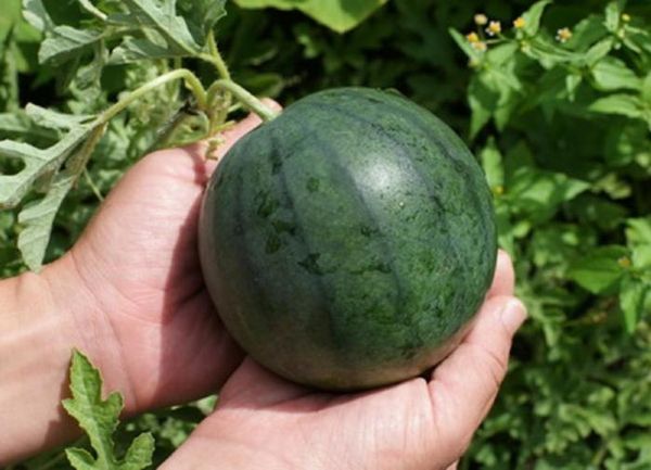  Pour la culture en Sibérie, variétés appropriées de pastèques avec une courte période de maturation