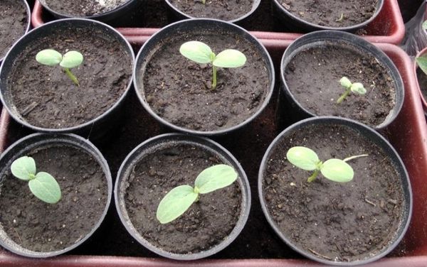  La première feuille de la graine doit apparaître 3-5 jours après la plantation.