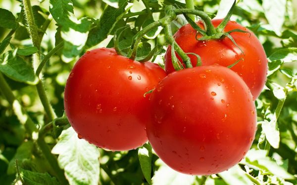  Die besten Tomatensorten