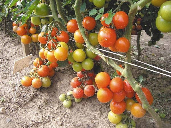  Überertrag einzelner Sorten beeinflusst den Geschmack