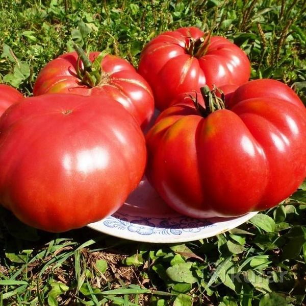  Variété de tomates 1884