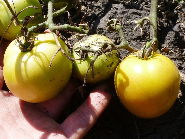  Sorten der Langzeitlagerung haben einen schlecht ausgeprägten Geschmack