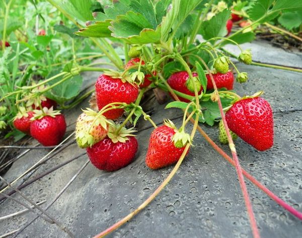  Culture des fraises