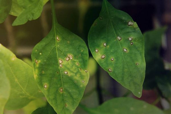  Der Erreger von Septoria ist ein Pilz