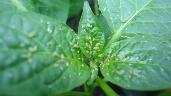  Pucerons verts sur le poivre