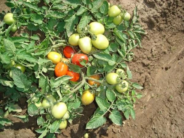  Tomaten Shuttle hat gute Erträge