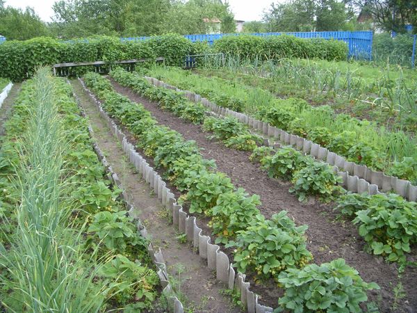  Erdbeeren verschiedener Sorten besser in verschiedenen Beeten gepflanzt