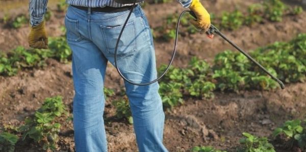  Traitement des fraises à partir de parasites