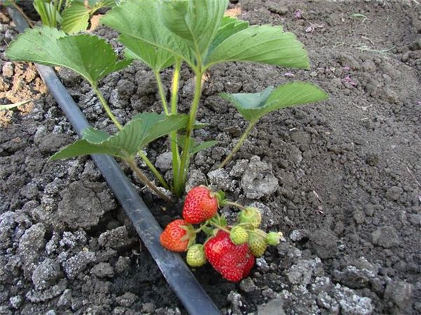  L'un des secrets de la culture réussie des fraises est l'arrosage goutte à goutte.