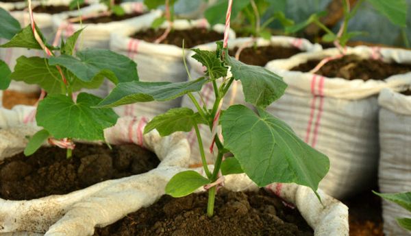  Cultiver des concombres dans des sacs