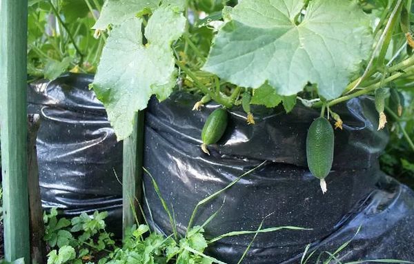  La productivité dépend directement de la taille du sac.