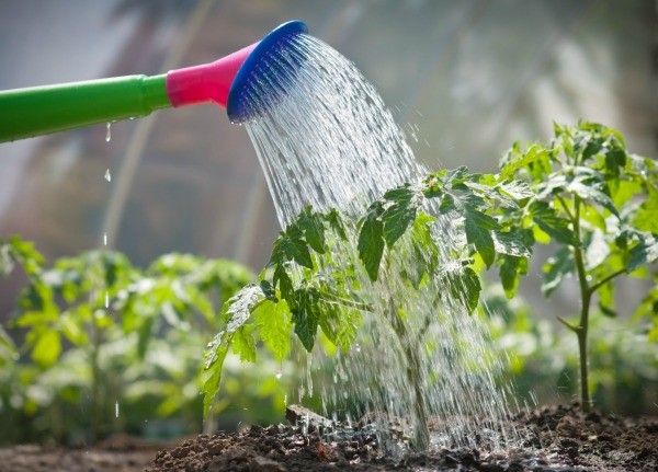  Einmal pro Woche bewässert, mit Stickstoff- und Phosphor-Kalium-Düngern gefüttert