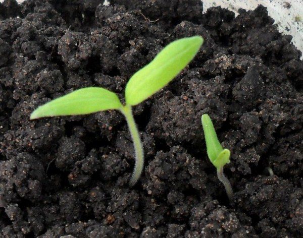  Les premiers semis de grande graine de tomate