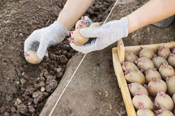  Wie man im Frühjahr Kartoffeln pflanzt