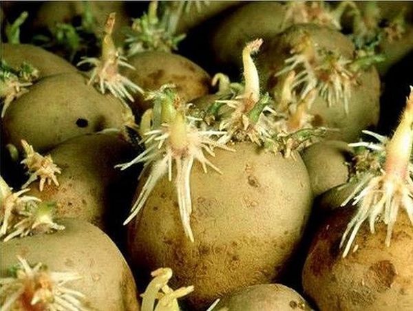  Quand les pousses vertes apparaissent sur les tubercules - il est temps de les planter dans le sol