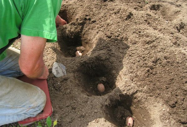  Les pommes de terre ne peuvent être plantées que dans des terres chaudes.