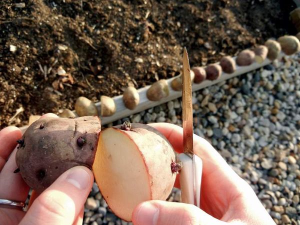  Beim Anpflanzen von geschnittenen Knollen sollten mindestens drei Augen vorhanden sein