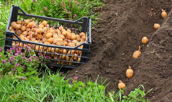  Kartoffeln können nur gepflanzt werden, wenn der Frost vorbei ist