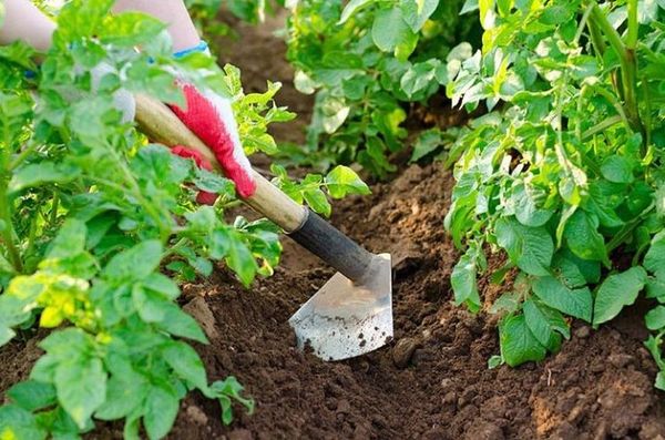  Hilling hilft, das Wurzelgetreide vor Frost zu schützen