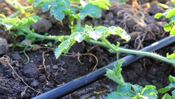  L'arrosage des pastèques est effectué sous forme de séchage de la couche arable sous la racine