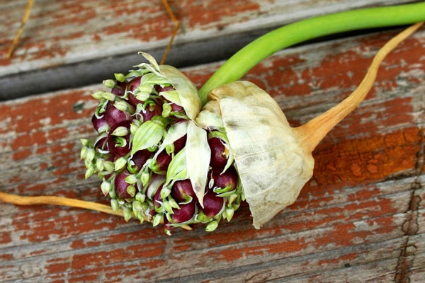  Les graines ont un niveau de germination accru, elles sont immédiatement semées dans un sol préparé