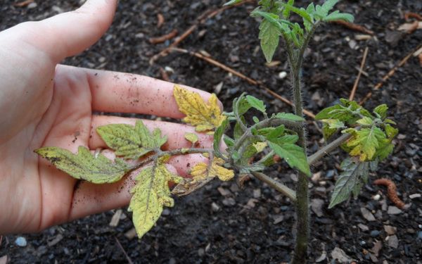  Warum werden die Blätter von Tomatensämlingen gelb?