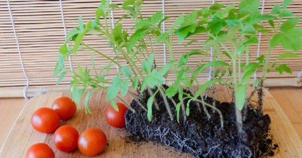  Wenn die Wurzeln der Sämlinge eng anliegen - Tomaten können krank werden